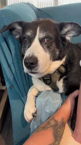 Snoopy and Deborah ♥️ When you say heart dog, thats Snoopy for Deborah. A gentle sweet soul, who gained his angel wings too soon. #madeatlastingmemories 