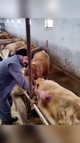 Timpanismo bovino #curioso #animais #biologia #boi 