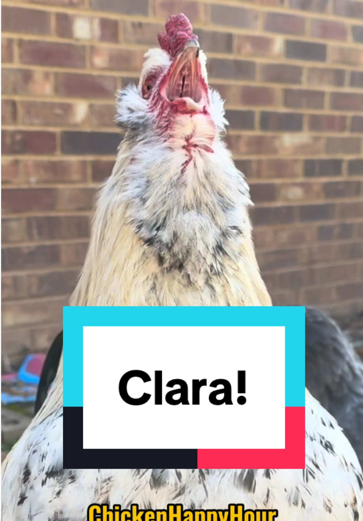 Frankie is calling #clara #claire #chicken #rooster #memesdaily #funnyanimals #chickensoftiktok #chickenhappyhour  