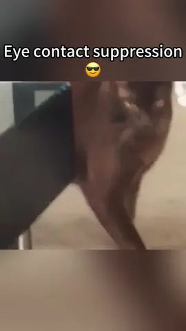 Gangsta cats😎#funnyanimal #tiktok #cats 