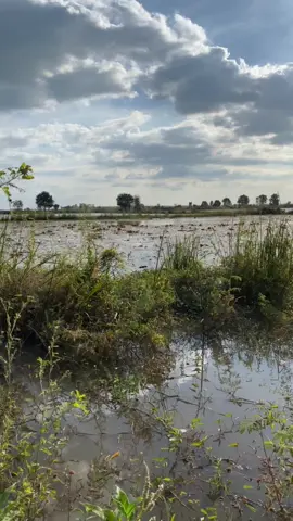 ព្រៃមាន់ បងៗ