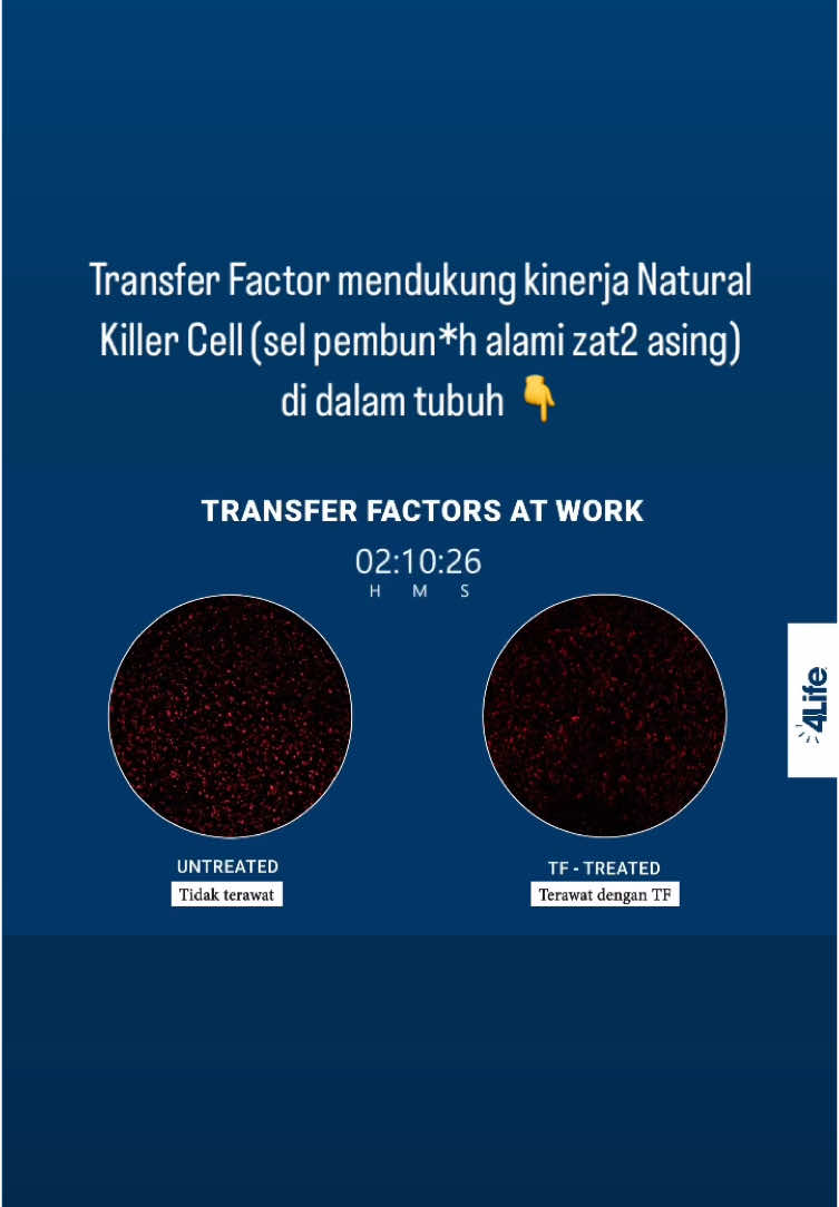 Bagaimana kerja Transfer Factor terhadap tubuh 👆🏻 #4life #transferfactor #sistemimun #edukasi #fyp 