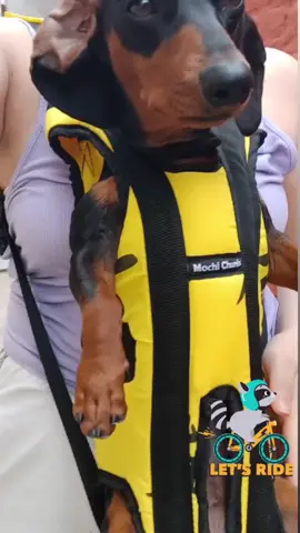Mochilas transportadoras mochi chunis 🐾 Ideal para paseos en bici, moto caminando 🐶  📍Bs As CABA  #vacaciones #perritostiktokers #mochilaparaperro #paratiiiiiiiiiiiiiiiiiiiiiiiiiiiiiii #emprendedores #mochilasparamascotas #viajes #salchichasperritos #perritos #viralvideos #argentina #parati #mascotas #buenosaires #dog #palermo #perro #perrosalchicha 