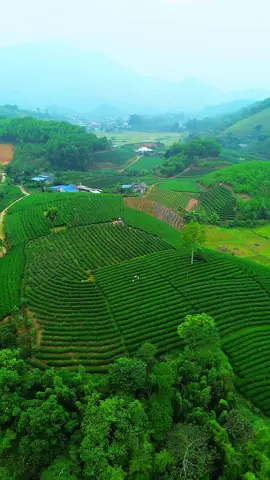 Thái Nguyên với những đồi chè xanh ngát😍#canhdep #chill #20thainguyen #chè #binhyen #xh #xuhuongtiktok 
