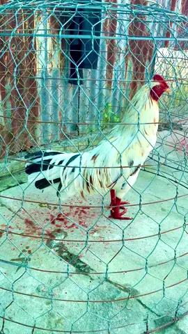 Bướm 2kg9✅🐓Góp vui cùng Ae đam mê 🥰 #xuhuongtiktok #dammegachoi #đammegada🐓🐔 #gadasoctrang83 