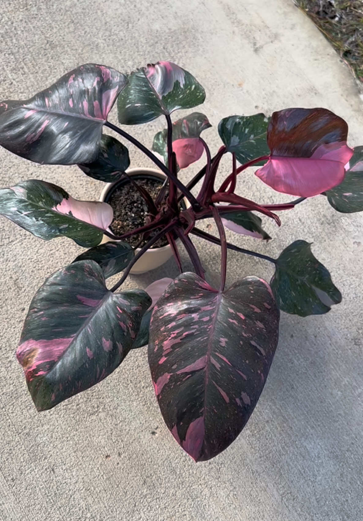 I’m a sucker for a marbled pink princess. 💖 Such a gorgeous plant! #philodendronpinkprincess #fyp #pinkplants #philodendron #pinkprincess 
