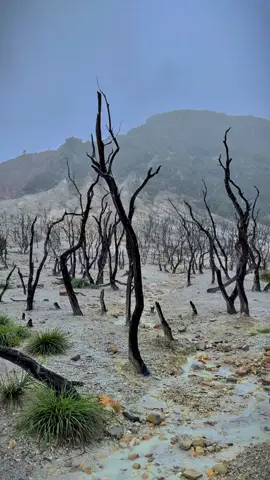 kangen suasana tiisna #papandayan #hutanmatipapandayangarut #pendakiindonesia #fyp 