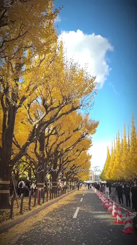 Mùa thu Nhật Bản tại sao lại có thể đẹp đến thế??🍁🍁 #tiktokviral #muathu #nhatban🇯🇵 #tokyo 