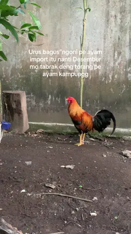 #TikTokAwardsID #fyppppppppppppppppppppppp #hobymahal🤪 #salamkakikiri🐓🐓 #salamkakigetar🔥🔥🔥 