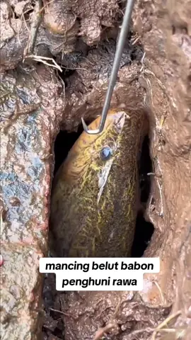 mancing belut babon penghuni rawa #mancing #ngurek #belut #mancingbelut #ngurekbelut #beranda #fyp #viral 