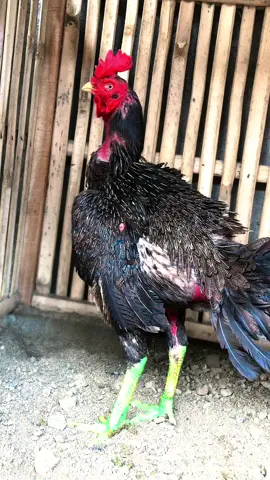 pesona ayam kampung🤭🔥 #fyppppppppppppppppppppppp #pamaiq #ayamhias #ayambulbi #capcut #fyp #ayampamaindonesia 