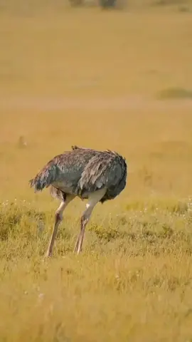 The sole member of its order of birds, the ostrich is the tallest and heaviest living bird. Though flightless, ostriches, which are native to Africa, can sprint at speeds of up to 45 mph and jog for extended distances at a sustained pace of 30 mph. Ostriches have the largest eyes of any living terrestrial vertebrate, and their 3-pound eggs are the largest produced by any living bird. In addition to all this, the male ostrich is one of the few birds on Earth to possess a functioning penis.  #wintanzaniasafaris #birds #ostrich #tanzanianationalparks #wildlife #adventure #Safaris #tanzaniaunforgettable #tanzaniadestination #serengetinationalpark #tourism 