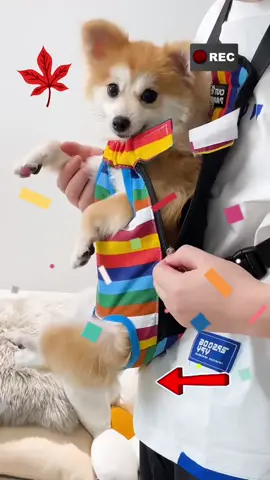 Pet backpack #backpack #bag #catsoftiktok #falldealsforyou #tiktokshopblackfriday #usa_tiktok #foryoupage 