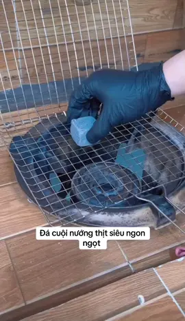 Đá cuội nướng thịt loai 1 k rổ không nứt#dacuoinuongthit #xuhuongtiktok #danuongthit #danuong 