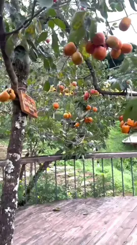 Nhạc hay cảnh đẹp vườn hồng Đà Lạt 💙💙🧡💚💜