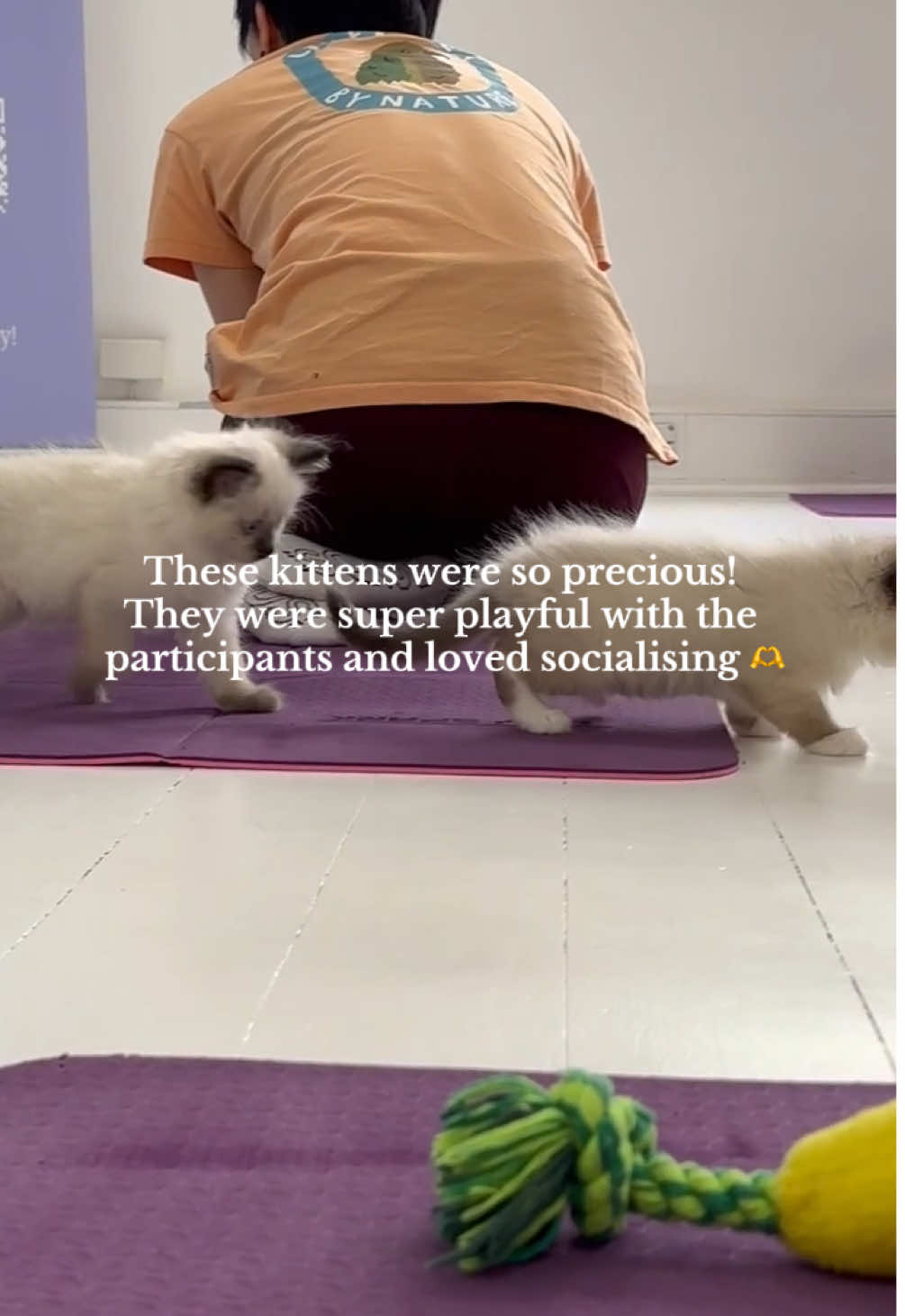 Sending in one of our staff members to test out Kitten Yoga! #kitten #yoga #fun #events #brisbane #fortitudevalley #kittenyoga 