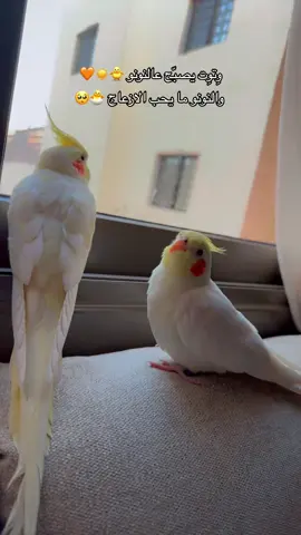 #WitWit #Annono #Btta #birdsoftiktok #birds #طيور #parrotslove #parrot #cockatiel #cockatielsoftiktok #كوكاتيل_كروان #كروان #كوكتيل #parrots #bird #كوكاتيل #لاتينو_كوكوتيل #fy #لاتينو #fypage @YumYum @✨ Kiki the cockatiel✨  @Kouk 🐥💅🏻  @Kouk 🐥💅🏻  @Kouk 🐥💅🏻 