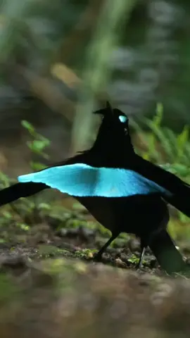 #vogelkopsuperdbird #riflebird #birdinparadise 