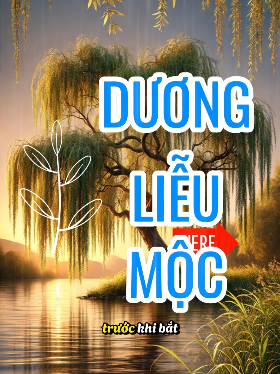 Dương liễu mộc , mệnh đặc biệt mang trong mình sứ mệnh này. #tailoc #tuvi #phatphapnhiemmau #tamlinh #tamlinhhuyenbi #xuhuong #videoviral #duonglieumoc 