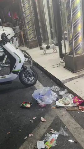 Look, this dog is afraid of cats.