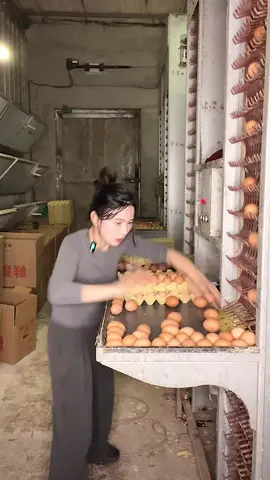 Chicken farm collecting eggs #fyp #asmr #satisfying #asmrvideo #asmrvideos #eggs 