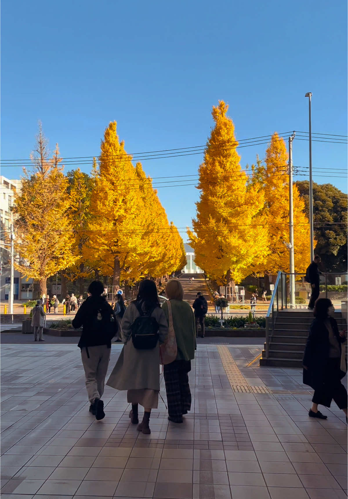 Hiyoshi Campus Keio University - hàng cây lá vàng đẹp không kém gì Meijijingu và ít người biết đến. Ngay cửa ga Hiyoshi - Yokohama#japan 