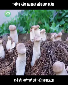 Trồng nấm tại nhà siêu đơn giản #xuhuong #longvideo #longvideos #review #reviewphim #reviewphimhay #mereview #mereviewphim #phimngontinh #khophimngontinh #phimtrungquoc #daophimtrung #fyp #foryou  #meovat