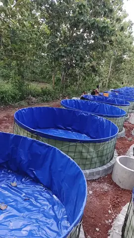 Kolam diameter 3 #kolambulat #terpal #terpalindonesia #TerpalkotaklembaranLingkaran #kolambioflok #kolamlele #Terpalkotaklembaran 