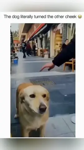 Funny animals 😂😂#pet #cat #dog #cute #animals #foryou #typ 