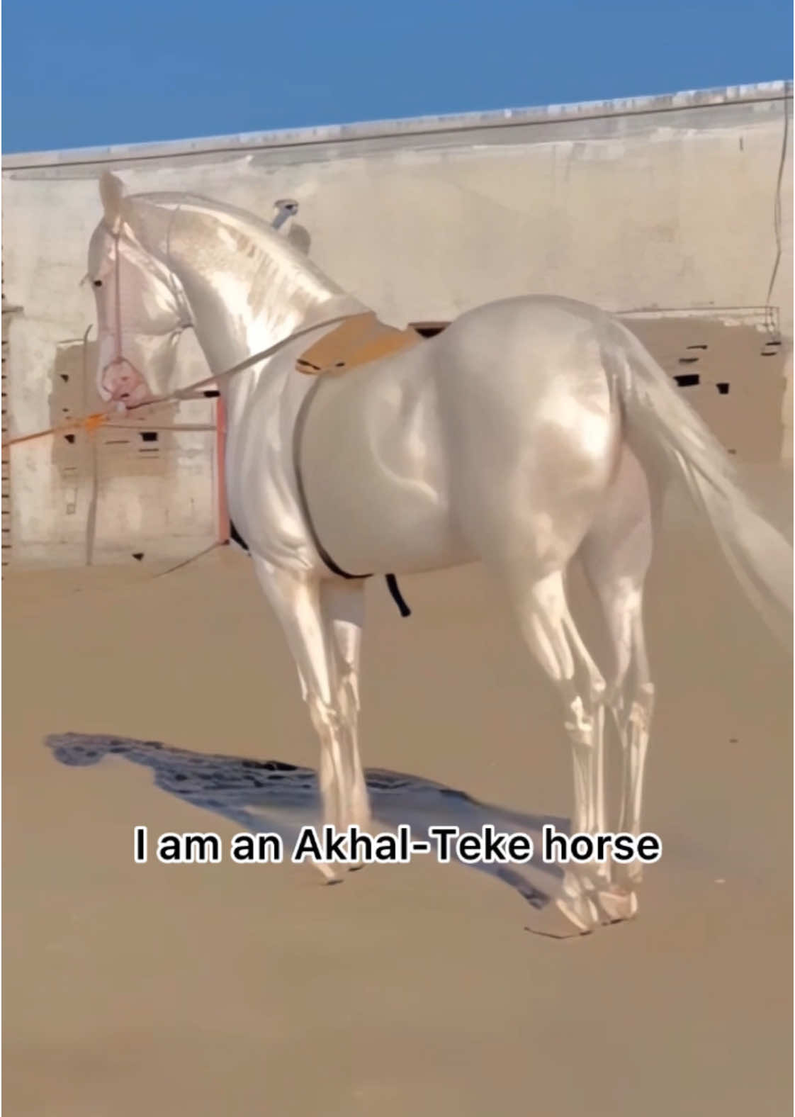 The most beautiful horse in the world Akhal-Teke horse #akhaltake #horse #animals #animalsoftiktok 