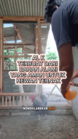 kandang bersih = hewan ternak nyaman #kandang #desinfektan #baukandang 
