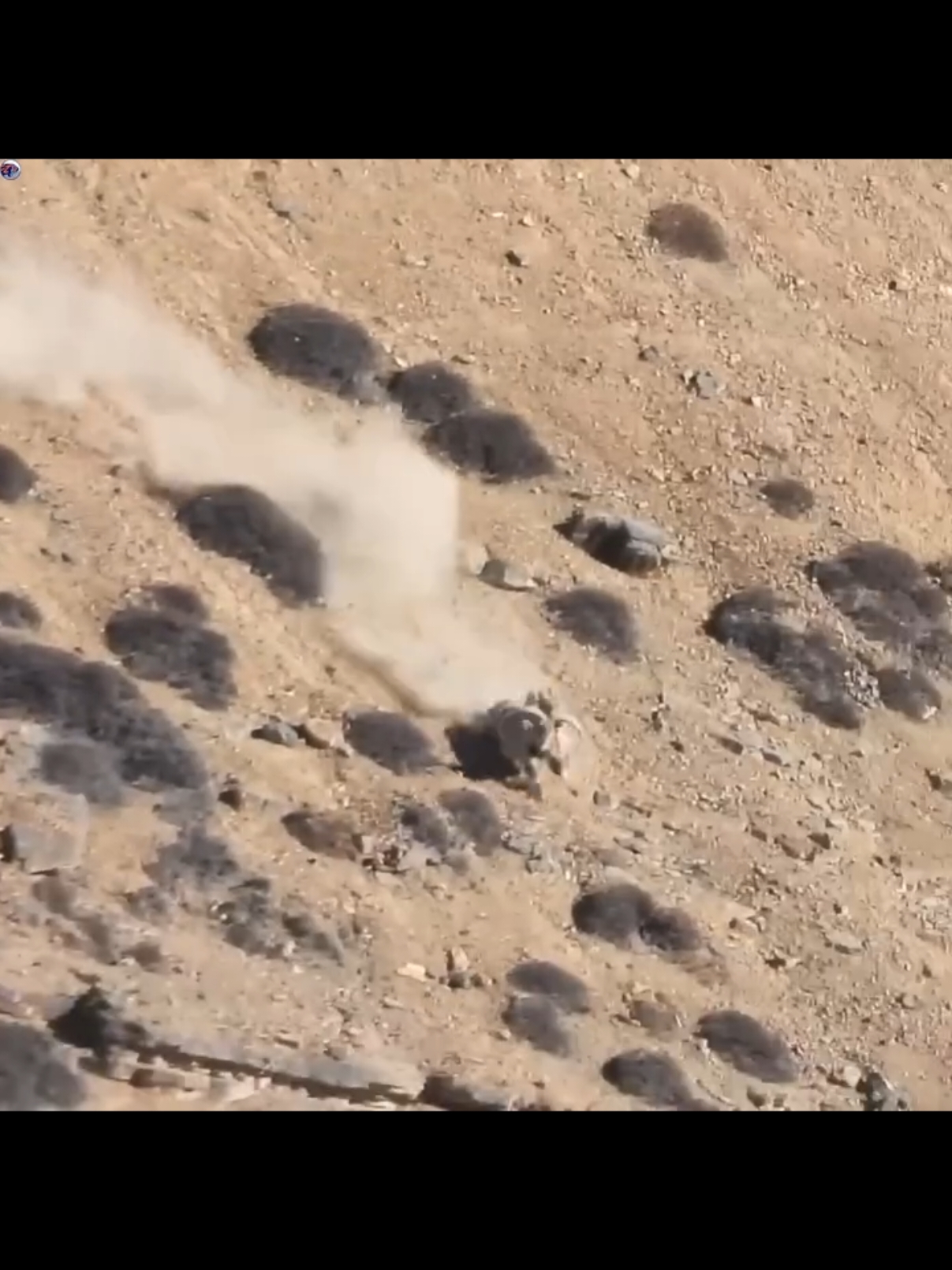 #nature #tiktakchannel5 #wildanimal #wildlife 