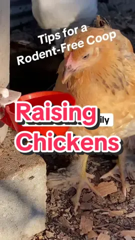 Tips for a rodent free coop🐓🐓 #chickencoop #raisingchickens #backyardchickens #tipsandtricks #chickens #creatorsearchinsights 