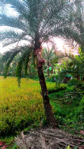 শীতকালী খেজুর গাছের রস অনেক মজা#fypシ゚viral #hashtag #fypシ゚viral 