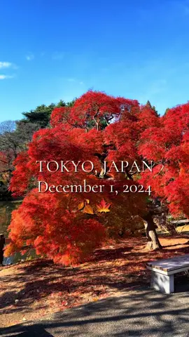 Foliage started late this year in Tokyo 🍁🍂 #japan #tokyo #foliage #japantravel #nippon #travel #traveltiktok #fall #weather #december #red #autumn 