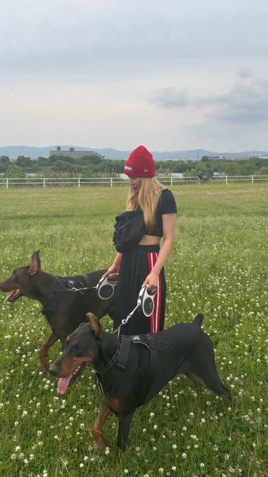 河川敷お散歩🖤🤎 #ドーベルマン　#doberman #dobie #愛犬#dobermanpinscher #dobermann