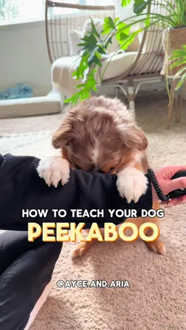 How to teach peek-a-boo 🙈👀 Save this video for future reference! ✨ Steps: 1. Use a treat to lure your dog upwards so both paws rest on your arms. 2. Give a treat under your arm so they duck under your arms.  3. Switch to a hand signal instead of treats and add in the “peek-a-boo” verbal command. 4. Wait a few seconds with your dog in the “hiding” position before marking and rewarding once they pop their head back up!  Follow @ayce.and.aria for more training tutorials!  Training treats: @Open Farm Pet | AYCEARIA15 Training pouch: @voilapets | AYCEANDARIA  #peekaboo #cutedogtricks #dogtricks #miniaussie #DogTraining