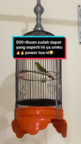 Bisa lanjut dm ya om ☎️🔥🔥 #pleci #TikTokAwardsID #pcmi #masteranburung #plecinembak #witwitandongingeti #masteranpleci #masteranburung #lombaburung #dextro87 #vitturbo #kicausidoarjo #dopingpleci #fyppppppppppppppppppppppp #tmtm #pleciviral #fypburung #sogonpleci #plecimania #perci #plecinembaksejalur #plecimaniaindonesia 