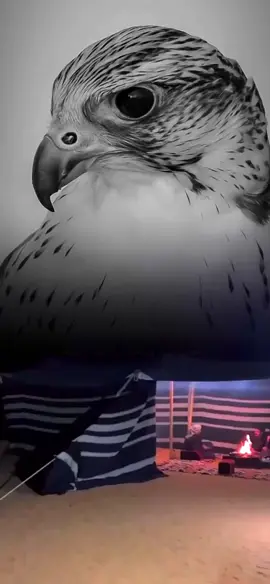 #صقر_الجزيرة_🦅 #اسعد_الله_اوقاتكم #ذوق #مساء_الخير #شيلات #tiktokindia 