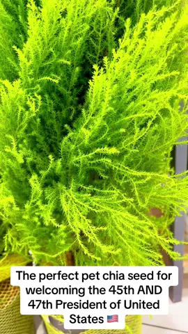 I love that they give you enough seeds to regrow it 3x 🌱🌱🌱