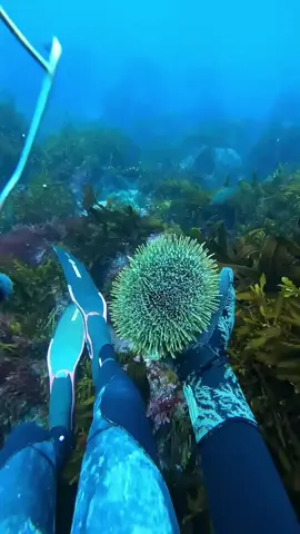 #spearfishing #foryou #fishing #tiktok #fpy 