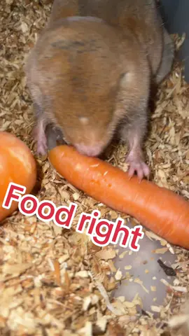 Jeder mole will die gleiche karotte #mole #food #Fight#carrots #zähneklappern #riesengraumull #hungry #molerat #funnytiktok #Pet #loveyou #moles #couple 