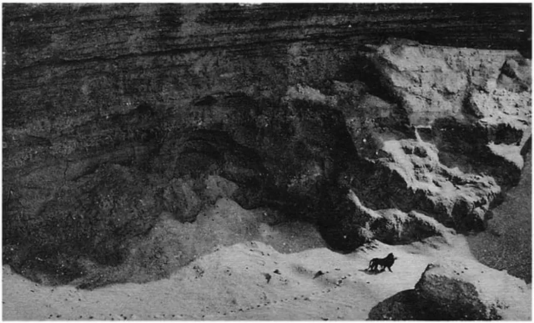 The Barbary lion, a subspecies of the African lion, was once found in North Africa. They were known for their size, with males having dark manes that extended down their bellies. These majestic creatures were hunted for sport and their bones, which were used in traditional medicine. Habitat loss and hunting led to the extinction of the Barbary lion in the wild. The last wild Barbary lion was killed in the Atlas Mountains of Morocco in 1942. Efforts to preserve the Barbary lion in captivity continued for some time, but by the 1940s, it was considered extinct in the wild. The last known Barbary lion in captivity died in 1927, though some believe a few may have survived in zoos for a while longer. In recent years, there has been interest in “reviving” the Barbary lion through selective breeding programs, using lions with physical traits similar to the original Barbary lions, though this is a controversial topic. That last photo, taken nearly a century ago, remains a powerful reminder of the species’ grandeur—and its tragic decline into extinction. . . . Follow for more interesting history. #History #history5j2 #interesting #lion #lastphoto #barbary 