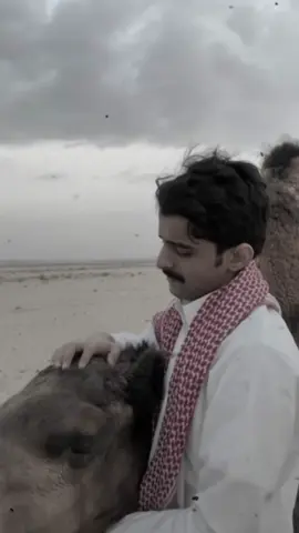 وكلٍ تبع شف ذيدانه ومدهاله🐪🤍.                                               #الابل #نياق #شبل الدواسر#الابل_عطايا_الله_عشاق_البداوة_🐪 #مهناالعتيبي #الوليد_ال_عامر #العشق #ترند #الحب #نجد #العذب #شمر #ابوحصه_ابوعجيب_السدلان_الوريكي_ابوجوزاء #مالي_خلق_احط_هاشتاقات #فهد_بن_فصلا 