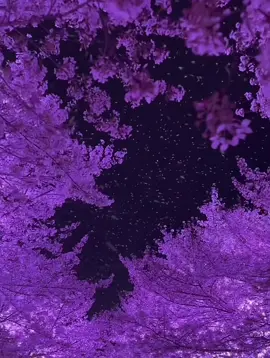 Lotus tree 🪷🪷 #lotusflower #lotustree #fyp #wonderful #purpletree #night #purplenight #asian #asianlandscape 
