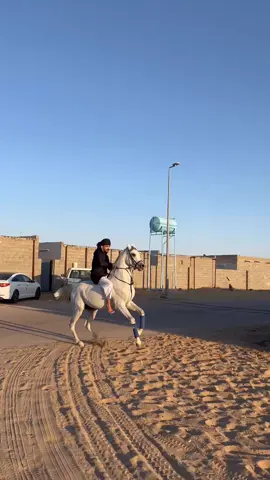 #اكسبلورexplore #خيل_عربي #خيل_عربي_اصيل #نجران يام #طلعوه_اكسبلوووووور_لايكات #اشعب_الصيني_ماله_حل😂😂 