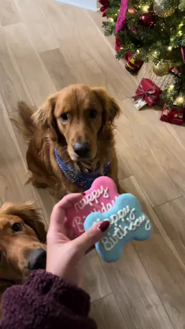 How we spent our puppies’ 2nd birthday! #goldenretriever #dogsoftiktok #goldenretrieverlife #dogbirthday #diml 
