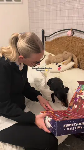 no why does it look like she is actually looking for the number🥹🥲 @Denzel’s  #adventcalendar #dogadventcalendar #dogfyp #dachshund #sausagedog #christmas #daxie 