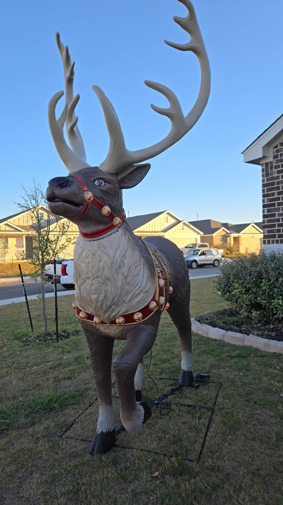 I love this man and everything he does for our babies!  #christmas #christmas2024 #reindeer #rudolph #homedepot #viralgiantreindeer #giantsizedreindeer #Christmasde#buildwithus #surprise #FYP #parati #christmascountdown #lifesize #yardwork 