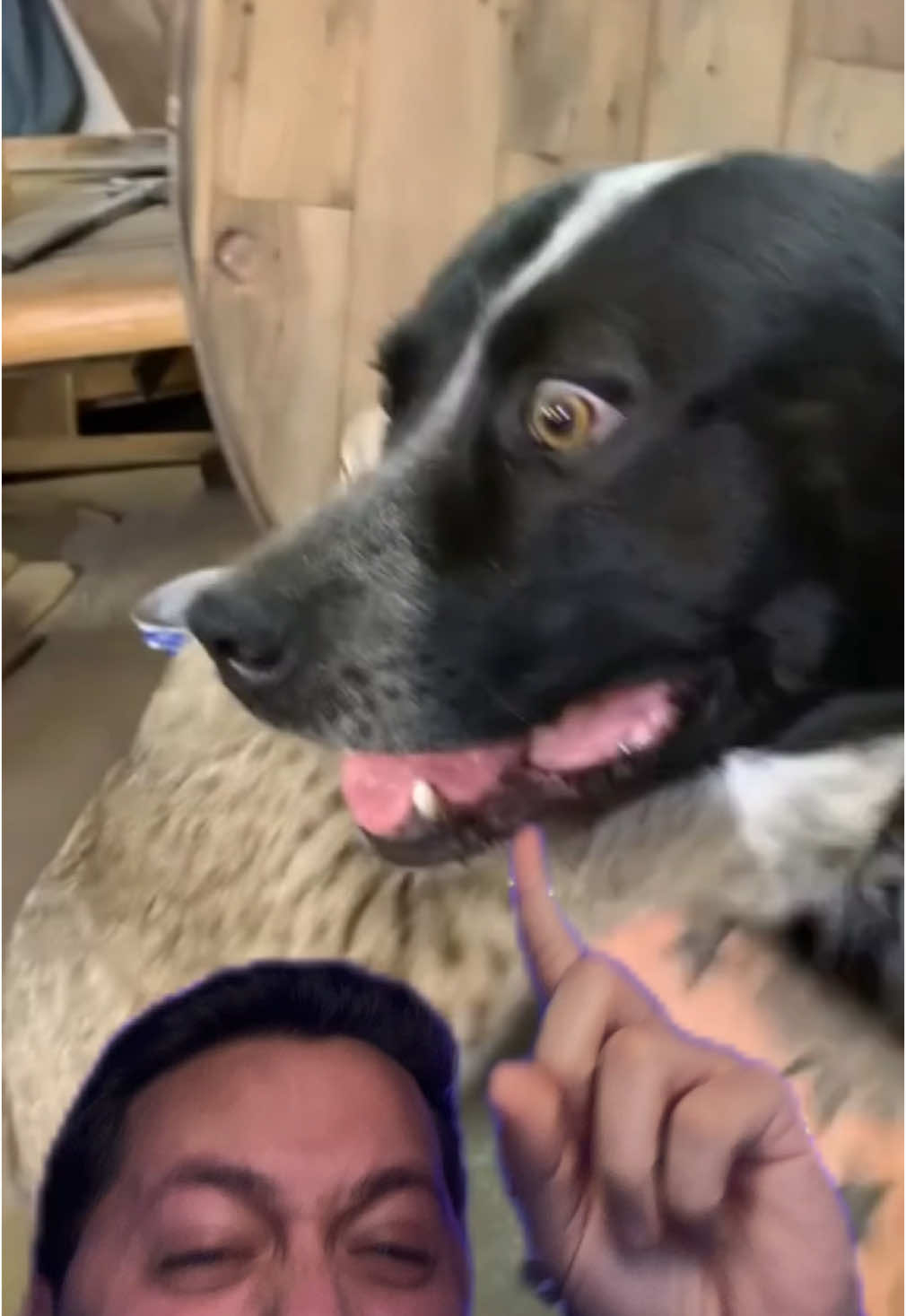 El perro sentia el peligro🤣 #antonyviews 